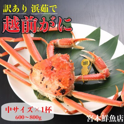 【2026年2月より順次発送】【訳あり】《浜茹で》越前がに　中サイズ×1杯【配送不可地域：離島・北海道・沖縄】【1611461】