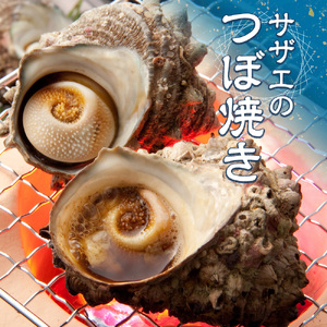 活きサザエ Bコース 2kg（16～24ヶ入り）山金商店 サザエサザエサザエサザエ
