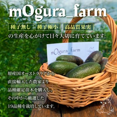 ふるさと納税 可児市 フィンガーライム　70g |  | 03