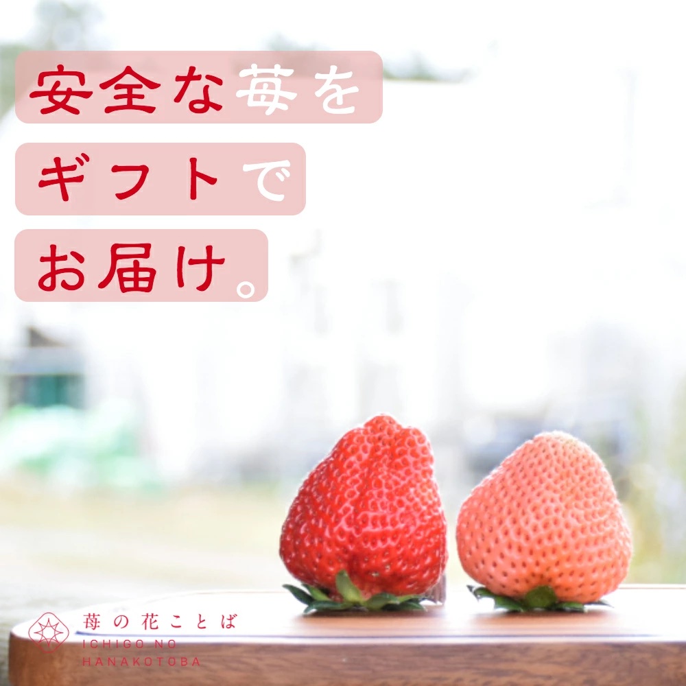 いちご 新潟 雪国完熟越後姫桃薫ダブル（約760g）ギフト箱