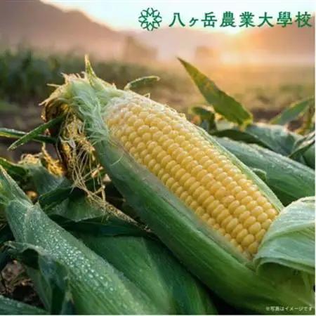 【2026年先行予約】朝採れ直送 フルーツのような甘さ『皮付き』生とうもろこし10本【配送不可地域：離島】【1643138】
