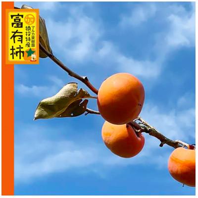 ふるさと納税 豊田市 《先行受付》富有柿　約4.4kg【2026年11月上旬以降順次発送】 |  | 01
