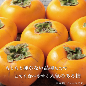 【2024年発送】種なし柿 3kg以上【紀美野グルメ市場】/たねなし柿 種無し柿 フルーツ 果物 旬【miw304】 