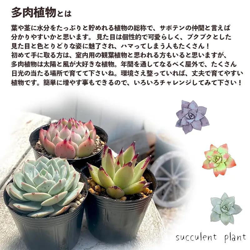 【 多肉植物 11月発送】 エケベリア 5個 おまかせ セット 【数量限定】