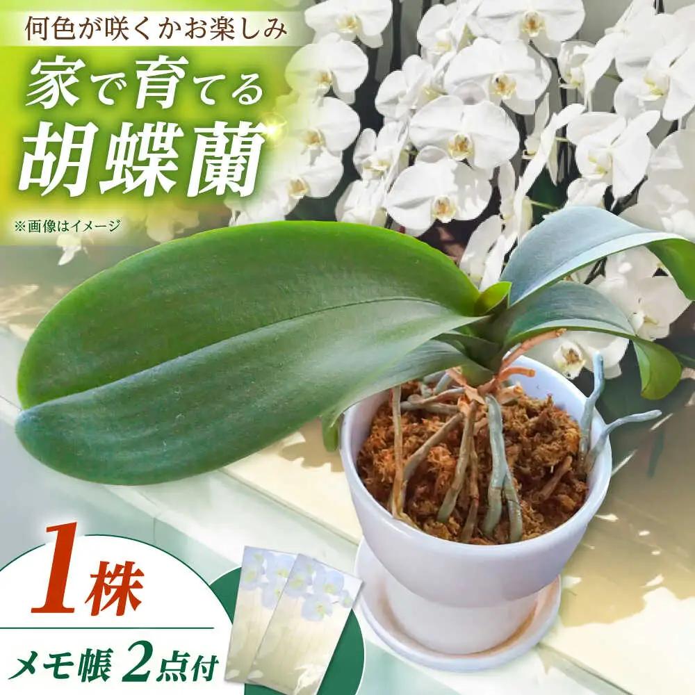 【家で育てる！】 胡蝶蘭 の苗 1株と 胡蝶蘭柄のメモ帳2つ  胡蝶蘭 洋蘭 苗[BDAB002]