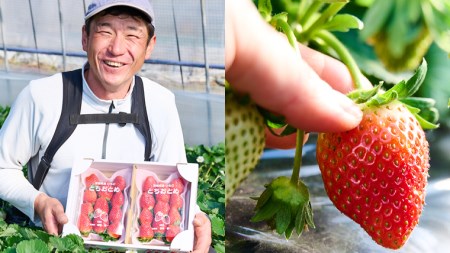 【 2026年1月上旬発送開始 】完熟！ やよいひめ 260g×2パック・とちおとめ 260g×2P 食べ比べ 国産 いちご イチゴ 苺 [BC008sa]