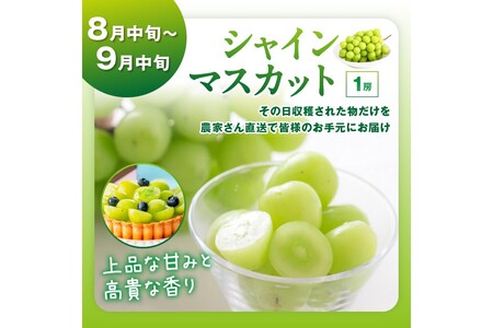 【先行予約／フルーツ定期便4回】旬の果物厳選！京丹後フルーツ王国セット（完熟イチゴ・メロン・シャインマスカット・二十世紀梨）（2026年2月中旬～発送）