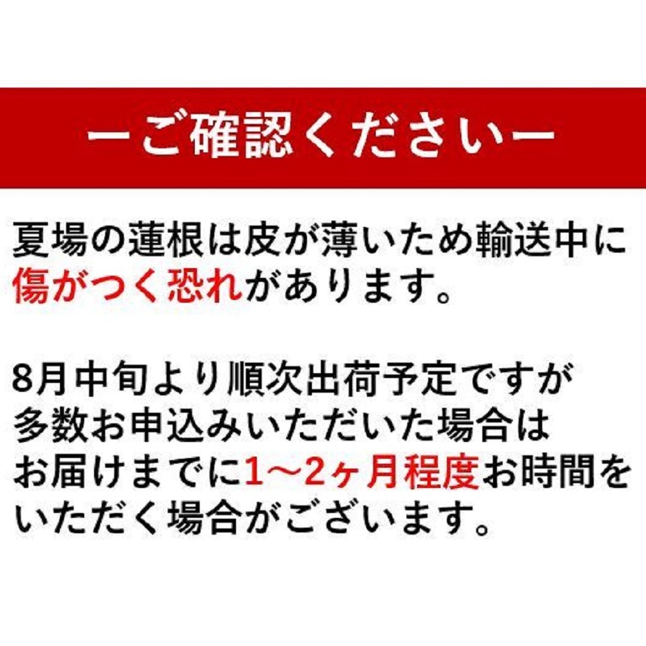 【訳あり】鳴門市大津町産 蓮根（不揃い） 2kg 【数量限定】 レンコン 訳あり 野菜 レンコン 蓮根 シャキシャキ レンコン 野菜 天ぷら きんぴら レンコン 蓮根 野菜 レンコン 煮物 蓮根 レン