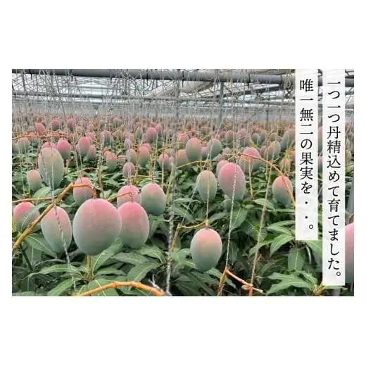 【2027年8月より順次発送】稀少プレミアム！！豊見城市産キーツマンゴー 約2kg(2～3玉) (BV002-2)