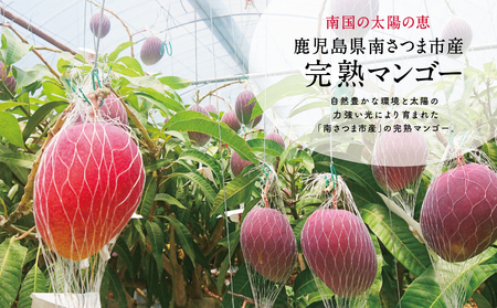 【数量・期間限定】 鹿児島県産 完熟マンゴー 2L 2玉 ＜2025年6月～順次発送＞ 贈答品用 ギフト オリジナル白箱入り アップルマンゴー アーウィン種 果物 フルーツ 国産 鹿児島県南さつま市金