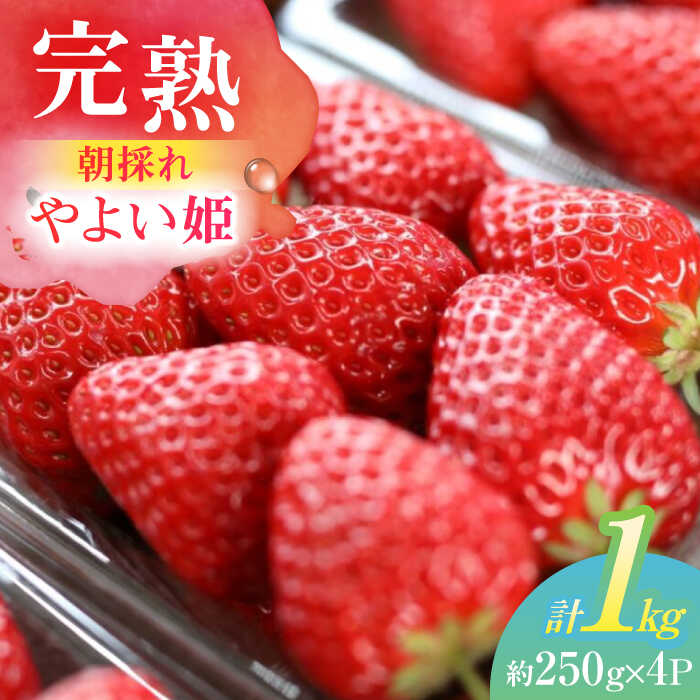 【ふるさと納税】 いちご 朝摘み 完熟やよい姫 約250g×4パック フルーツ やよい姫 完熟 愛西市 / くぼ苺農園 [AECJ003]