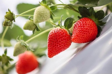 【いちご博総合大賞】やよいひめ 約400g※2026年1月上旬～4月下旬頃に順次発送予定