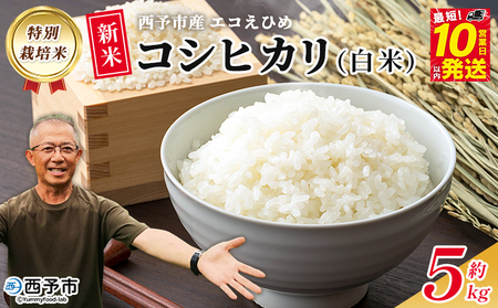 ＜令和7年産 西予市産 特別栽培米 エコえひめ コシヒカリ 白米 約5kg＞国産 精米 農薬・化学肥料不使用 一等米 約5キロ 愛媛県産 こしひかり お米 米 コメ 産地直送 送料無料 シゲちゃん農園 愛媛県 西予市【常温】『最短10営業日以内に順次発送予定』NSN0001