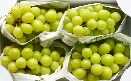 やまがたのぶどう シャインマスカット 秀品 約1.7kg(2～5房程度) [9月発送]　 【令和6年産先行予約】FS23-754