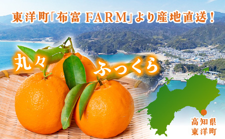 【先行予約】訳ありポンカン Mサイズ 5kg N-08【布富FARM】