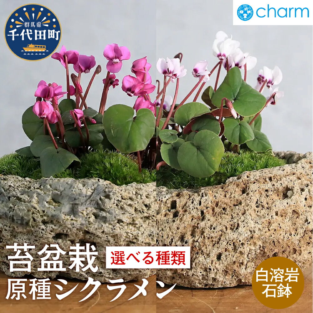 【ふるさと納税】【選べる種類】苔盆栽 原種シクラメン コウム アルバ 3株植え 白溶岩石植え 群馬県 千代田町 苔 インテリア ナチュラル 植物 リラクゼーション 室内栽培 プレゼント ギフト 贈答用 送料無料 趣味 人気 オススメ 初心者 玄関 キッチン 株式会社チャーム