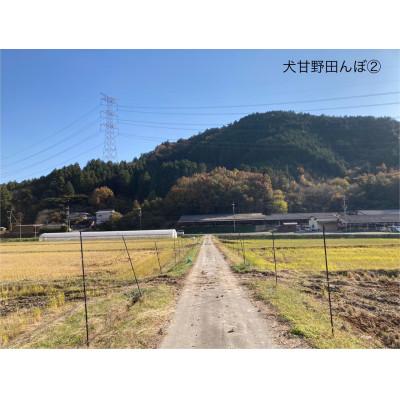 ふるさと納税 亀岡市 いぬかんの　コシヒカリ　3kg |  | 02