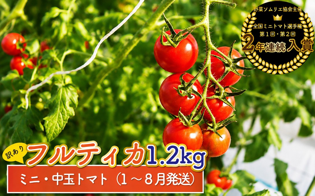 
                  【2026年12月～2027年7月頃発送】訳あり ミニトマト・フルティカ ＜約1.2kg＞フルーツトマト 訳あり ワケあり 規格外 ましまファーム アイメック®栽培
                