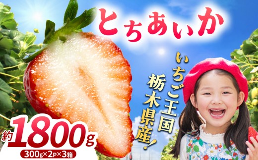【先行予約】【期間限定】那珂川町産とちあいか 3月発送分 約300g×2×3 | いちご とちあいか ジューシー フルーティー 大きい 新鮮 甘い 美味しい 果物 共通返礼品 フルーツ デザート 栃木県 那珂川町 送料無料