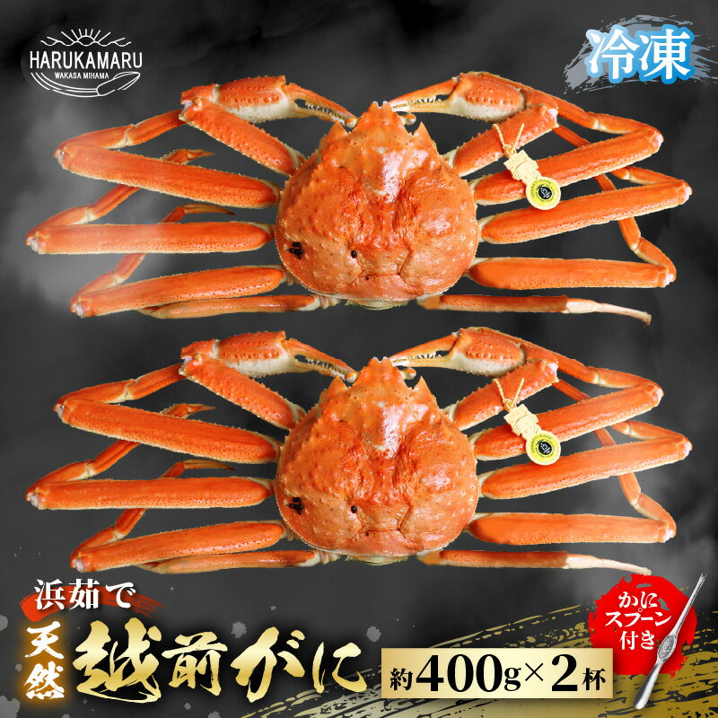 【ふるさと納税】【先行予約】はるか丸厳選！≪浜茹で≫ 越前がに 約400g × 2杯 【冷凍】(カニスプーン付き) 【2025年11月下旬以降順次発送予定】【急速冷凍 ボイル 越前ガニ 蟹 茹で ずわいがに ズワイガニ 地物 天然 本場の味】