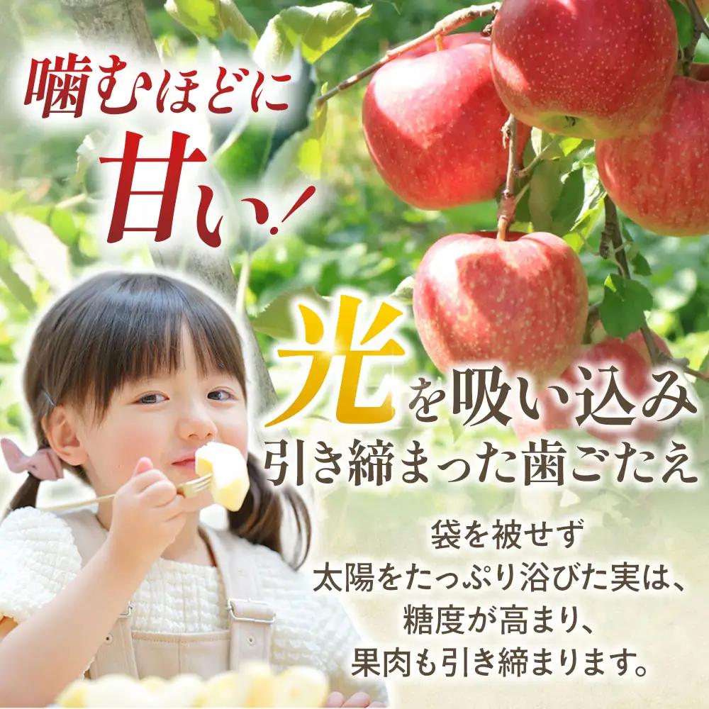 青森県産りんご サンふじ 約5kg 1月中旬～ りんご