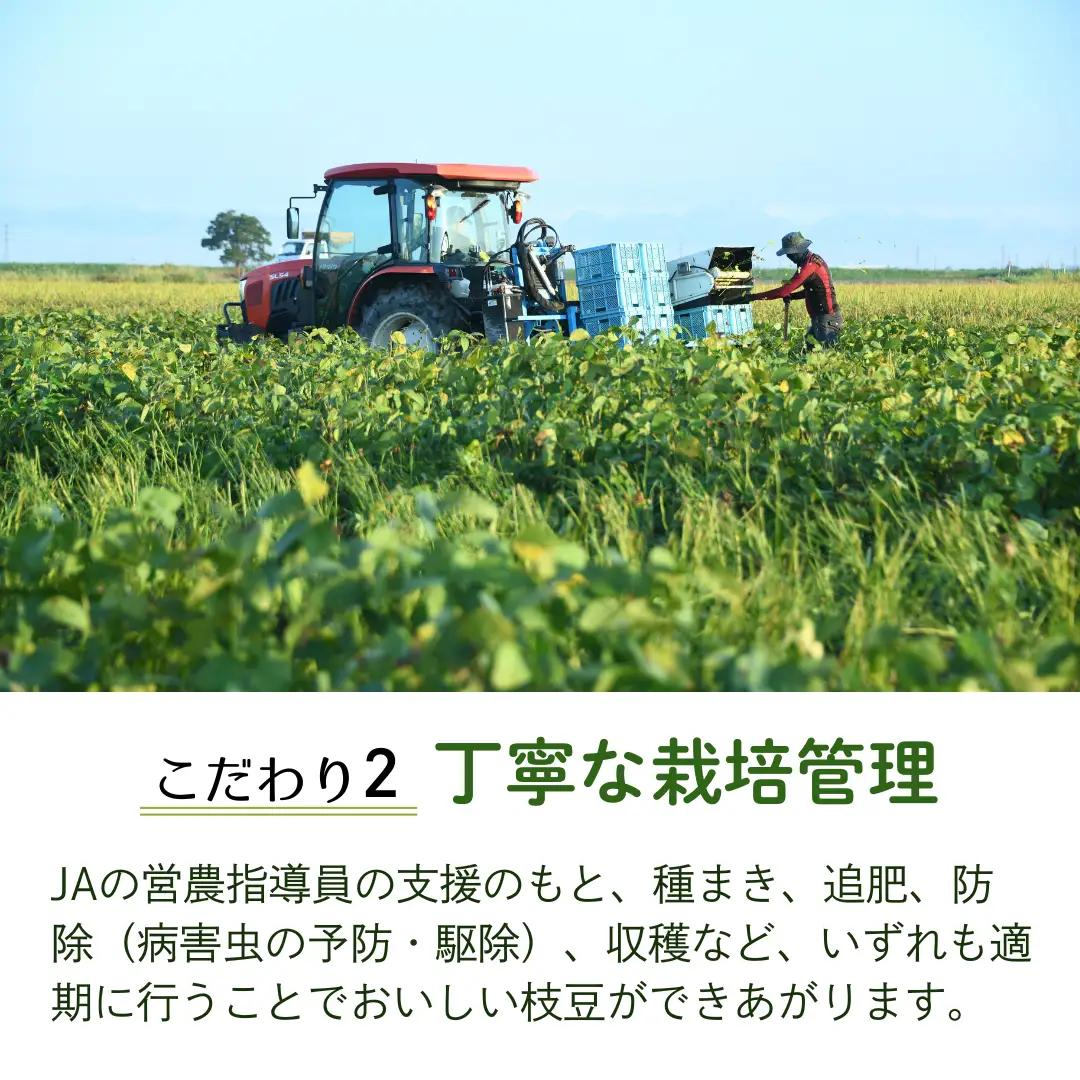 【採れたて直送】 朝採り えだまめ 「えんだま」 2kg (250g×8袋)  新潟県産 阿賀野市産 即冷蔵 新鮮 枝豆 つまみ 期間限定  2P03014