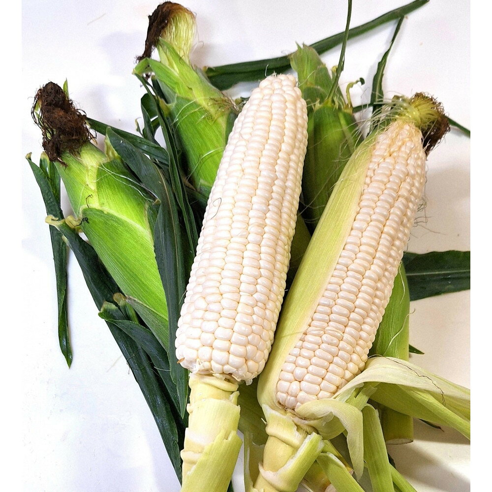 【ふるさと納税】ご家庭用細物ホワイトコーン　約3.5kg×2