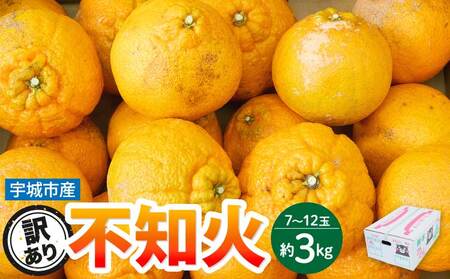 先行予約 訳あり 熊本大見柑 (不知火)  約3kg（7～12玉前後）2027年3月上旬から2027年4月中旬発送予定