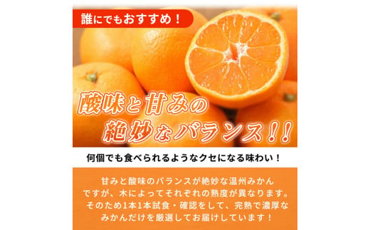 【先行予約】紀州有田産 濃厚完熟 温州みかん 5kg ※2026年11月下旬～2027年1月下旬頃に順次発送予定 / みかん ミカン 蜜柑 温州みかん 柑橘 フルーツ 果物 くだもの 和歌山【uot0