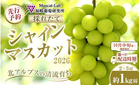 【先行予約】B　2026  シャインマスカット ２房～３房 約1kg弱【2026年10月中旬頃～順次発送予定】長野県産  国際特許有機肥料栽培 シャインマスカット