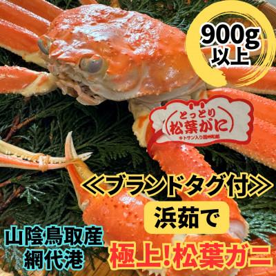 ふるさと納税 岩美町 鳥取網代港【ブランドタグ付】浜茹で!極上松葉ガニ1枚(900g以上)【さかなや新鮮組】