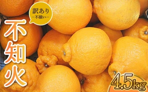 
            先行予約 訳あり 不知火 約4.5kg 2026年3月上旬から3月中旬発送予定 ご家庭用 しらぬい みかん 蜜柑 オレンジ 柑橘 国産 九州 熊本県 宇城市
          