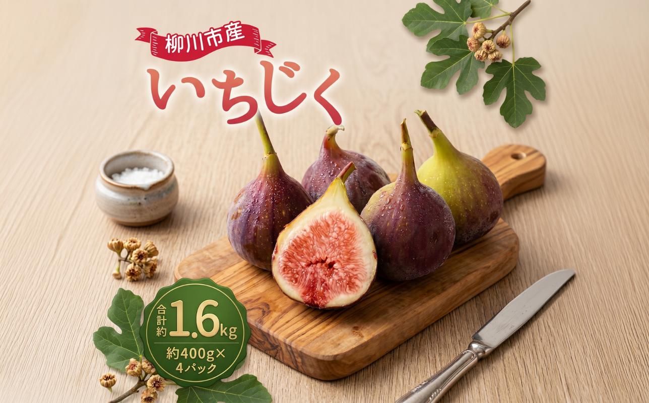 
                  いちじく 400g×4パック 合計約1.6kg イチジク 無花果 果物 果実 フルーツ 福岡県 柳川市 国産 【2026年8月下旬-9月上旬迄発送予定】
                