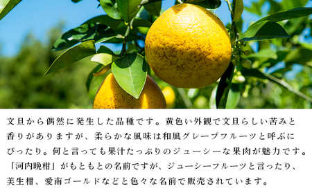 【先行予約】＜無茶々園のジューシーフルーツ（河内晩柑）約7kg＞ フルーツ 果物 かわちばんかん みかん ミカン 蜜柑 柑橘 期間限定 季節限定 食べて応援 特産品 愛媛県 西予市 【常温】『2027