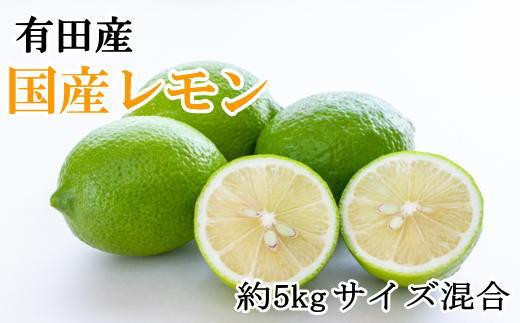 
有田産の安心国産レモン約5kg （サイズ混合）★2024年10月下旬頃より順次発送【TM15】
