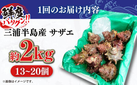 定期便 3ヶ月 サザエ 2.0kg 13～20個 三浦半島 さざえ 栄螺 獲れたて 新鮮 つぼ焼き アウトドア BBQ バーベキュー おつまみ ツマミ 貝 海鮮 魚介 魚介類 旬 おかず 活 活サザエ