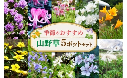 季節のおすすめ山野草5ポットセット