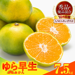 【2026先行予約】ゆら早生 みかん 箱込 7.5kg ( 内容量 6.8kg ) S M Lサイズのいずれか 秀品 優品 混合 有田みかん 和歌山県産_MK1055