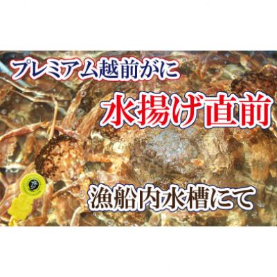 ふるさと納税 越前町 三番蟹　納得のプレミアム越前がに × 1杯 ≪生≫【12・1月発送分】 |  | 01
