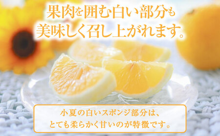 【先行予約】土佐小夏 Mサイズ 約5kg 36個前後〈2026年4月中旬-2026年7月中旬頃発送〉/ 日向夏 みかん ニューサマーオレンジ 柑橘 フルーツ こなつ 小夏 果物 特産 5キロ 高知県【