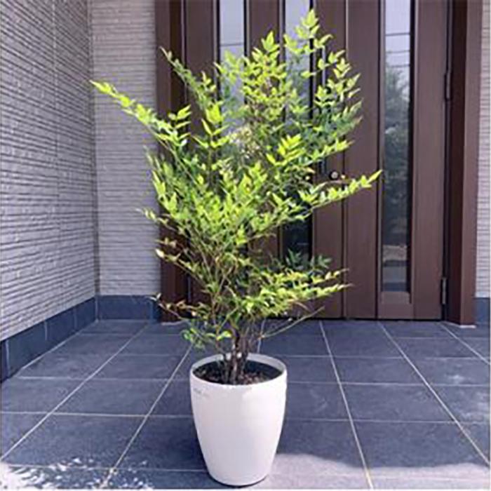 【ふるさと納税】アカナンテン 赤南天 7号 オシャレな化粧鉢(ガーデニング用)