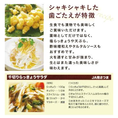 ふるさと納税 南さつま市 ◆先行受付:5月中旬発送開始◆加世田砂丘らっきょう 約10kg【鹿児島県南さつま市産】 |  | 02