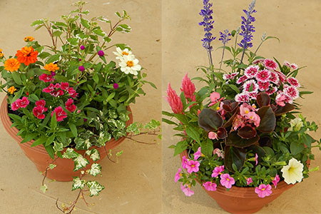 寄せ植え 花 季節のお花 12ポット 用土 鉢 付き ガーデニング プレゼント 育成セット 日用品 園芸 花苗 おすすめ セット 母の日 季節 お花 贈り物 農事組合法人ハイフラワー 埼玉県 羽生市 