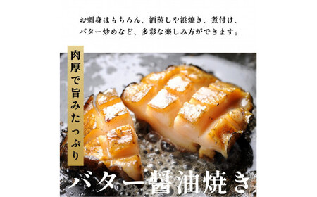 【2025年発送受付】北海道利尻島産 天然〈活〉蝦夷アワビ1.5kg（13～20個）【10月下旬～12月下旬発送】 [1030024]