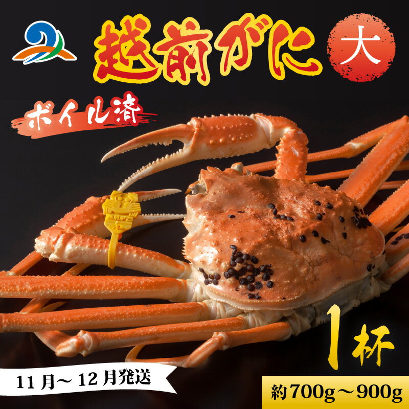 【ふるさと納税】越前港より直送！ 越前がに 大 (約700g～900g) 1杯 ※発送前に在宅確認の電話連絡をいたします!【順次発送中】 / 雄 ズワイガニ ずわいがに 越前ガニ ボイル 冷蔵 ご自宅用 カニ しゃぶしゃぶ 海鮮 鍋 国産 南越前町 送料無料