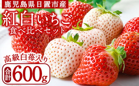 No.1162 ＜先行予約受付中！＞紅白いちごの食べ比べセット(計600g・300g×2トレー) 国産 九州産 鹿児島 日置市 生鮮食品 苺 イチゴ 白苺 赤苺 果物 くだもの フルーツ 大粒 食べ比べ 詰め合わせ パック 【ままりあ農園】
