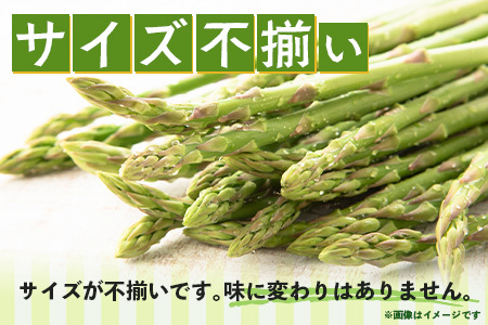 新鮮朝獲れ！！鹿島市産 アスパラガス 合計500g 【美味しい野菜で彩を】アスパラ 野菜 やさい 九州 国産 佐賀　6601611