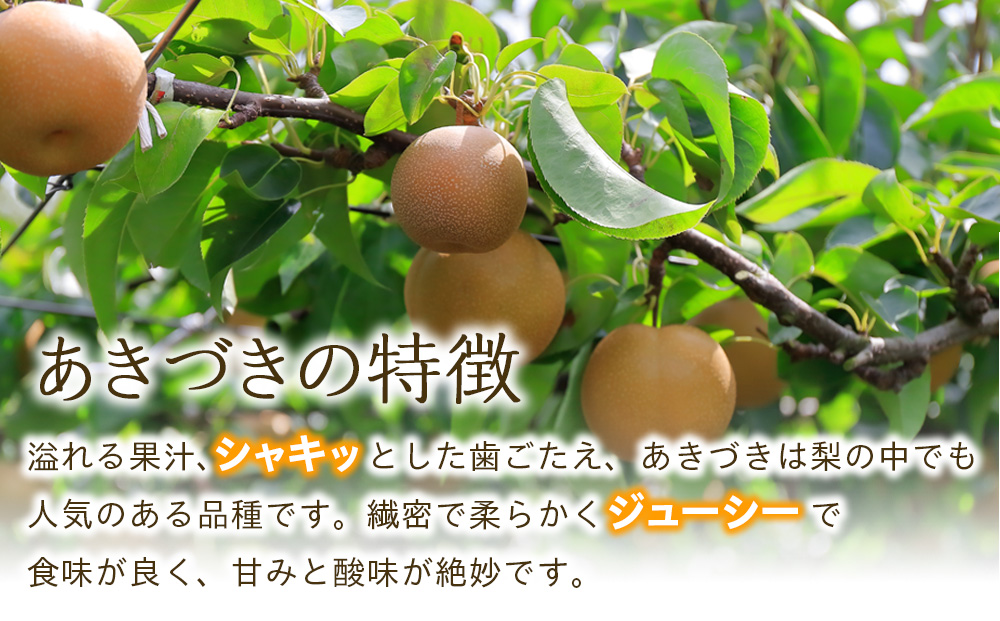 【2026年/令和8年発送分 】梨 長野 あきづき 約5kg 信州の梨 