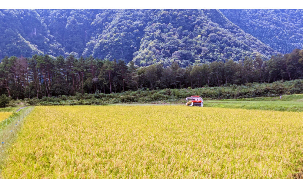 ＜令和7年産＞原田農園のきぬむすめ(無洗米・10kg) 【鳥取県 境港市】