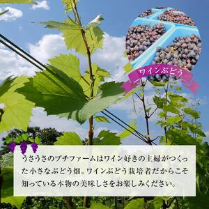 酒 ワイン 白ワイン セット ２本 × 720ml 長野県産